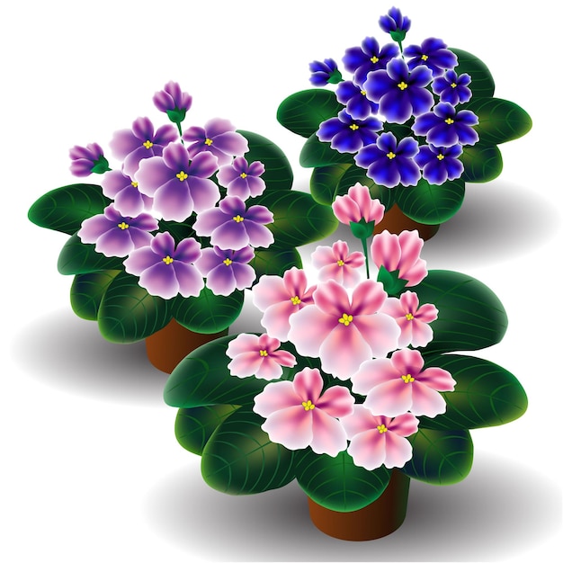 Tres ramos de violeta lila rosa y azul.