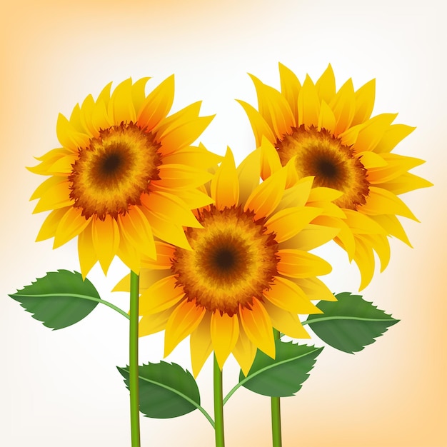 Tres tipos de vectores de girasoles amarillos.