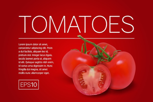 Tres tomates rojos maduros en una rama. Ilustración vectorial fotorrealista sobre un fondo rojo.