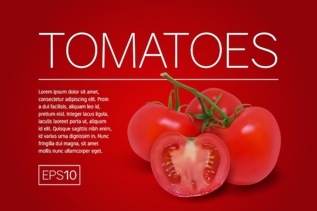 Tres tomates rojos maduros en una rama. ilustración vectorial fotorrealista sobre un fondo rojo.