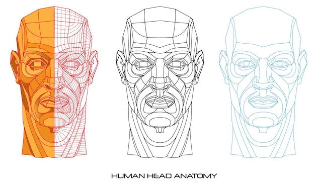 Tres vistas diferentes de la anatomía de una cabeza humana.