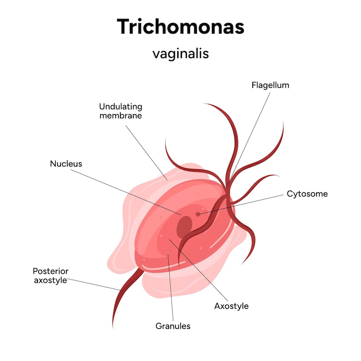 Vector trichomonas vaginalis parásitos zoom hombres y mujeres enfermedad infecciosa