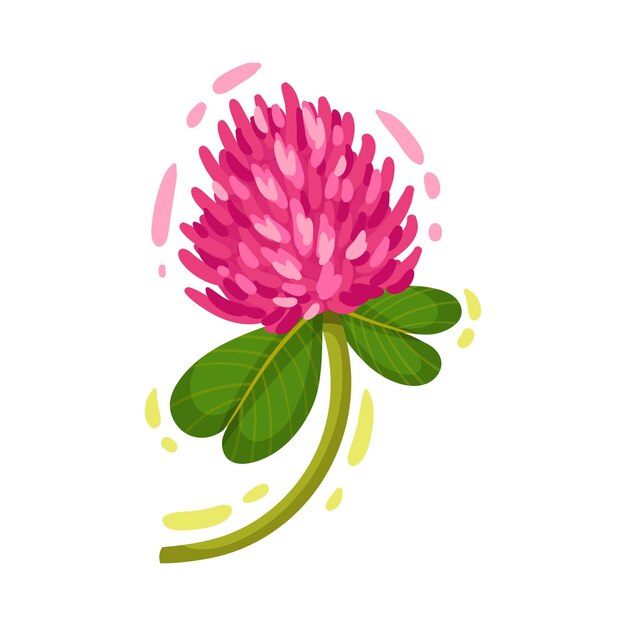 Trifolium púrpura o cabeza de flor de trébol en tallo verde con ilustraciones vectoriales de hojas trifoliadas