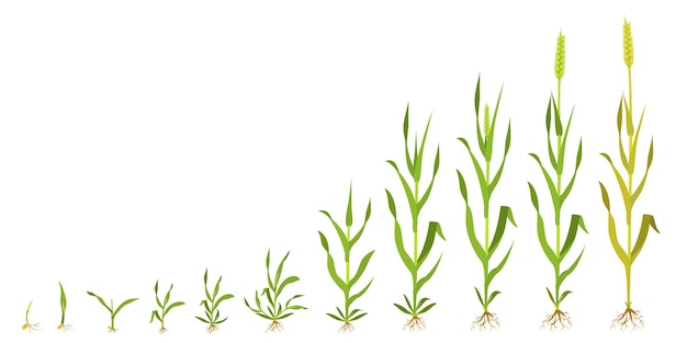 Trigo de crecimiento en etapas infografías de germinación de granos.