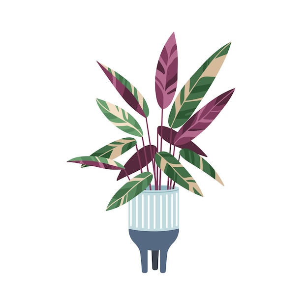 Triostar stromanthe, planta abigarrada en maceta con hojas coloridas. Planta de interior con variegación de hojas. Decoración interior de follaje. Ilustración de vector plano coloreado aislado sobre fondo blanco