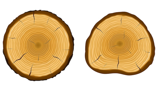 tronco de árbol anillos anuales o textura de madera vintage aislado - ilustración 3d