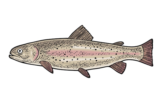 Truchas de pescado fresco entero grabado en color vectorial de cosecha