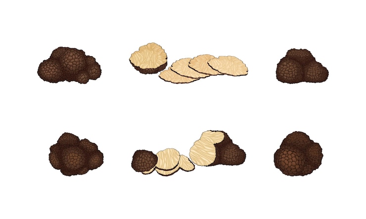 Vector trufa entera y cortada en rodajas como cuerpo fructífero del conjunto vectorial de hongos ascomicetos subterráneos