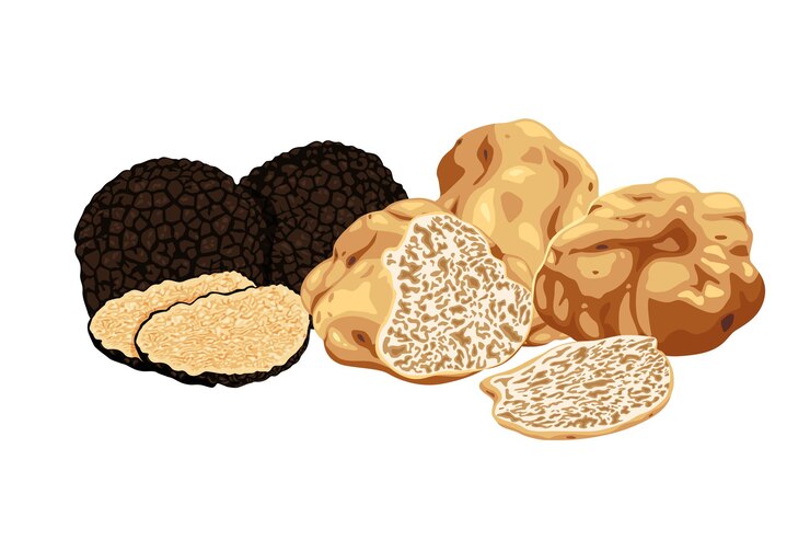 Vector trufas aisladas sobre un fondo blanco