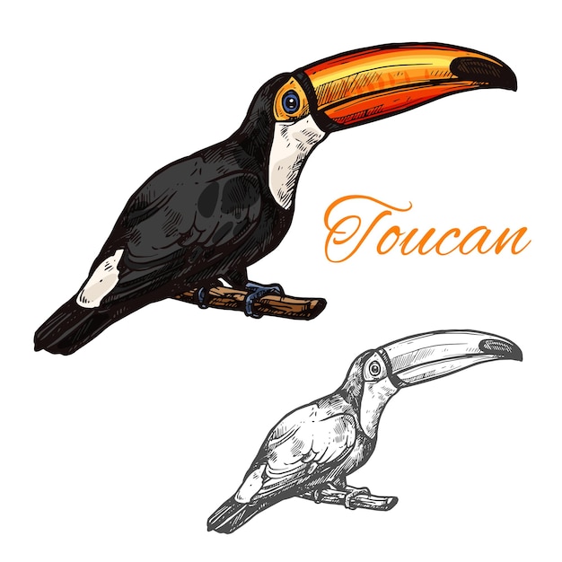 Vector tucán vector dibujo icono de aves exóticas