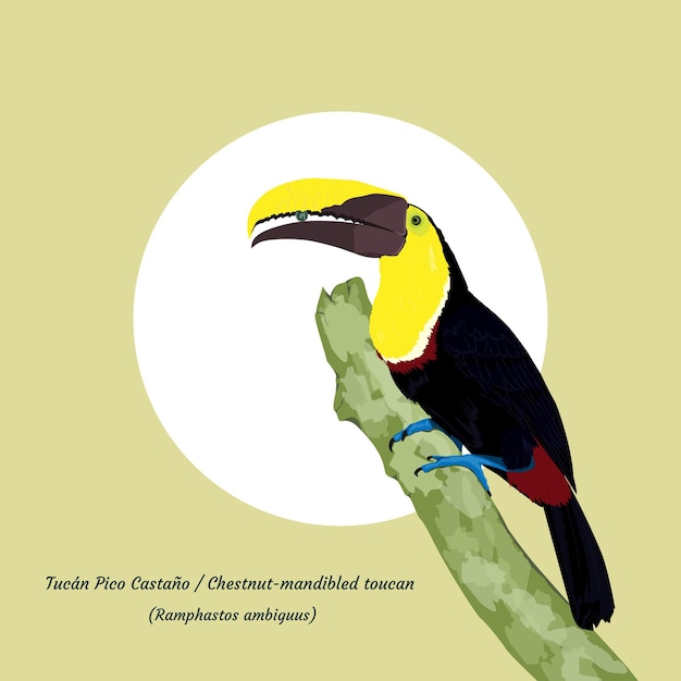 El tucano de mandíbula castaña _ ilustración de un pájaro