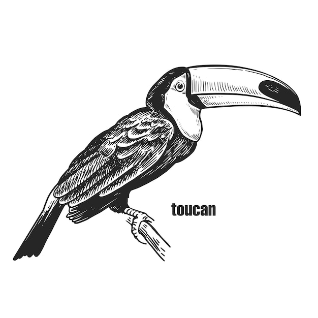 Tucano tropical realista en una rama Gráficos en blanco y negro