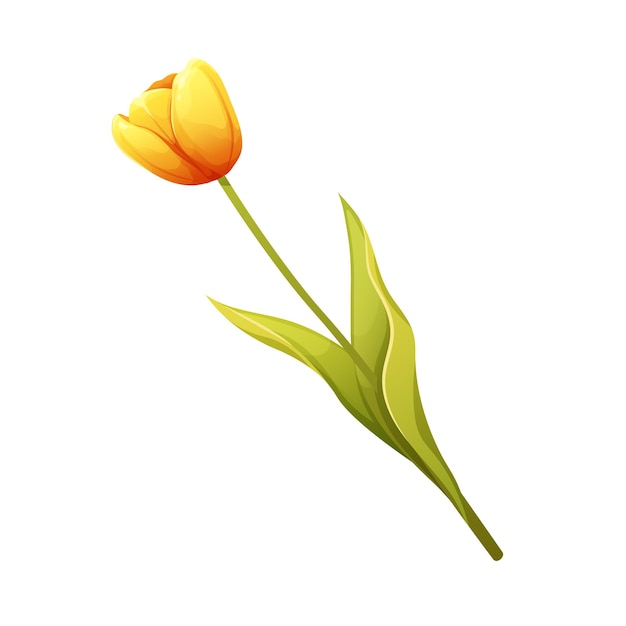 Tulipán amarillo sobre fondo blanco Elemento floral aislado para la primavera