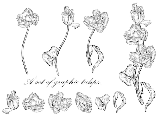 Tulipán de contorno. flores dibujadas a mano de arte lineal. vector de tulipanes. ilustracion floral
