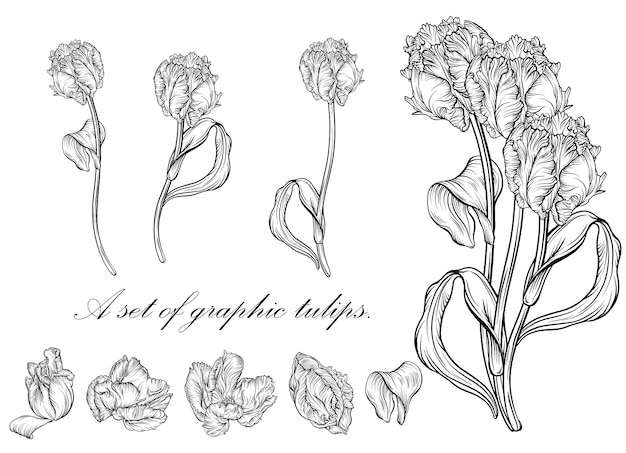 Tulipán de contorno. flores dibujadas a mano de arte lineal. vector de tulipanes. ilustracion floral