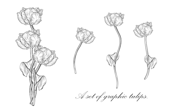 Tulipán de contorno. flores dibujadas a mano de arte lineal. Vector de tulipanes. ilustracion floral