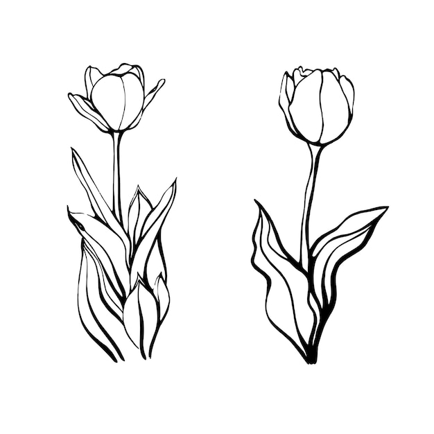 Un tulipán dibujado a mano en un tallo con hojas. Una flor de tulipán. ilustración vectorial en el estilo Doodle. Diseño floral Los elementos están aislados en un fondo blanco