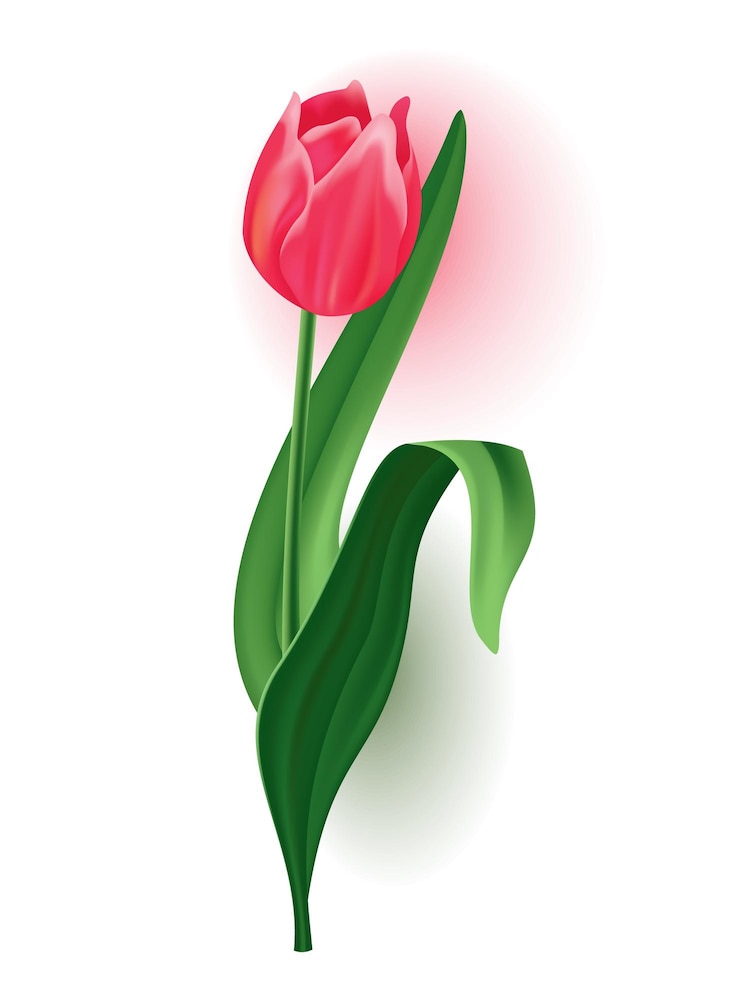 Vector tulipán realista con tallo de brote con licencia verde flor de flor rosa de primavera hermosa elemento de diseño vectorial para tarjeta de felicitación de invitación o guardar la tarjeta de fecha