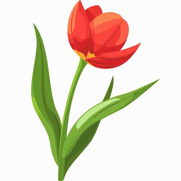 El tulipán rojo florece hermosamente contra un fondo llano con hojas verdes vibrantes