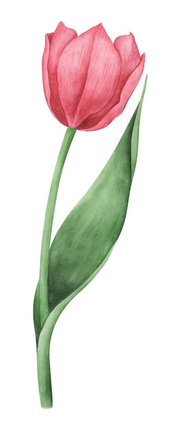 Tulipán rojo sobre fondo blanco Ilustración botánica acuarela Elemento clipart floral