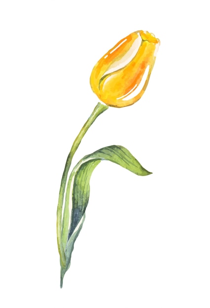 tulipanes, acuarela, ilustración, vector