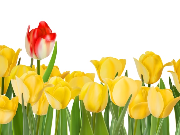 Vector tulipanes amarillos y uno rojo.