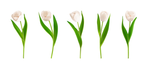 Tulipanes blancos 3D realistas aislados sobre un fondo blanco Flores de tulipanes de primavera con brotes en flor