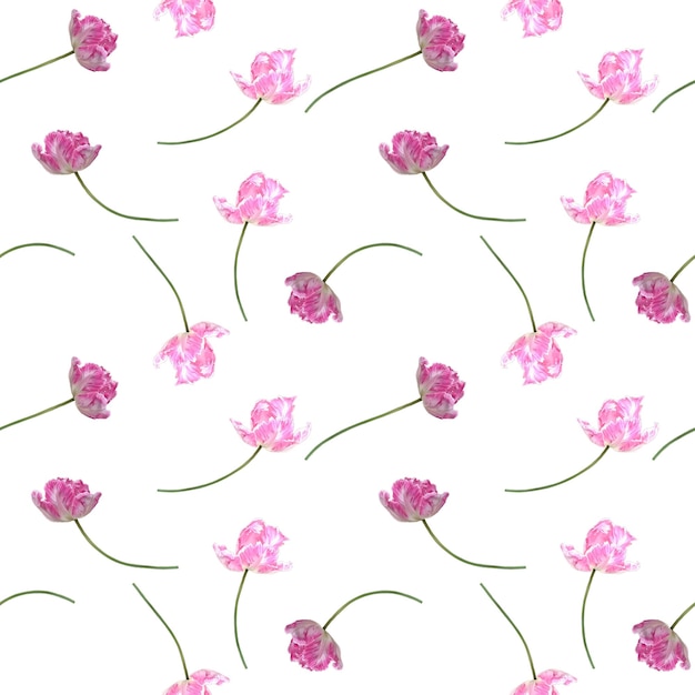 Tulipanes de loro rosado patrón sin costuras para diseño textil libro de recortes papel de envoltura tela papel tapiz delicado fondo vectorial de floración de flores