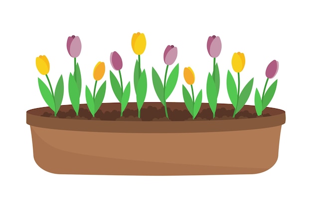 Tulipanes en maceta marrón. Ilustración vectorial de flores amarillas y moradas.