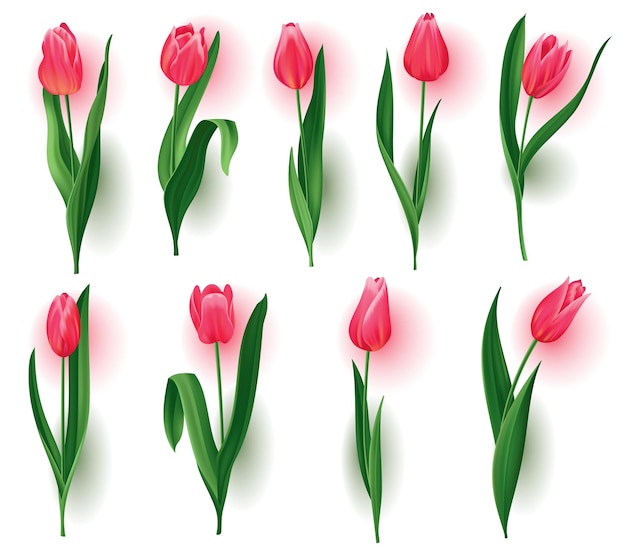 Tulipanes realistas con tallo de capullos con colección de hojas verdes Hermoso conjunto de flores de flor rosa primaveral Diseño de plantilla vectorial para elementos de invitación o tarjeta de felicitación guardar las tarjetas de fecha