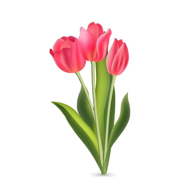 Tulipanes rojos rosados realistas con hojas verdes aisladas sobre fondo blanco Flor fresca de primavera