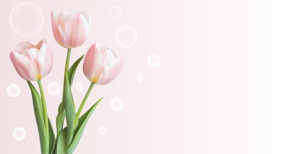 Tulipanes rosados sobre un fondo rosado