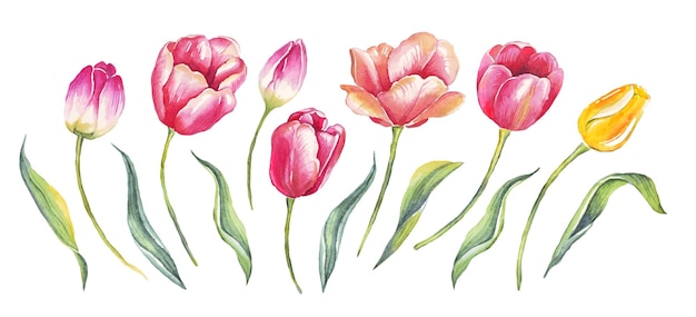 Vector tulipanes