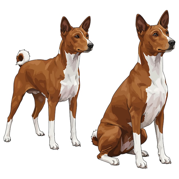 Two Realistic Basenji Dogs in Different Poses