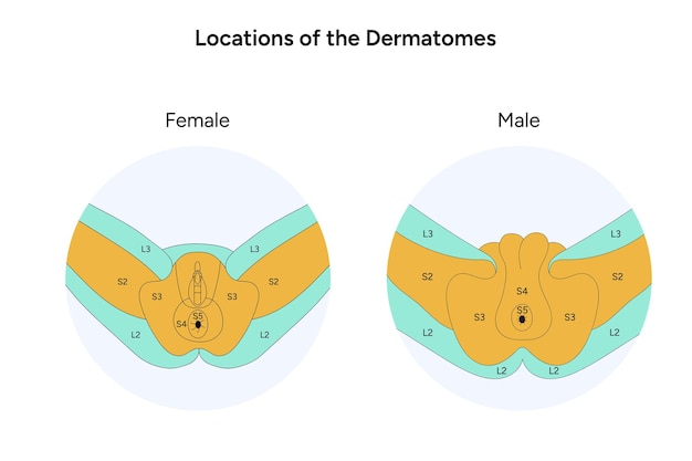 Ubicación de los dermatomas femenino y masculino