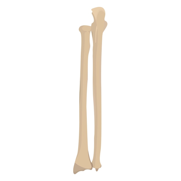 Ulna bone vector diseño plano gráfico 2d hd