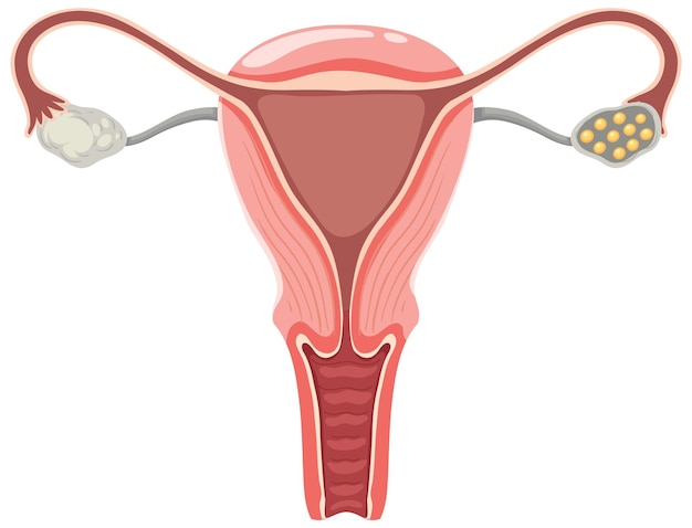 Vector el útero y los ovarios