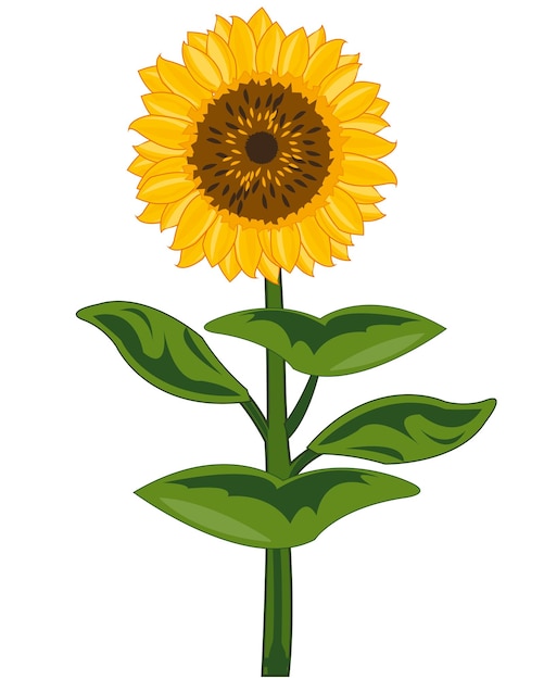 Útil planta de jardín girasol floreciente con semillas