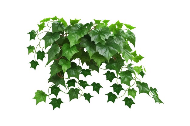 Vector uva de arbusto o vid silvestre de tres hojas cayratia cayrat diseño de ilustración vectorial