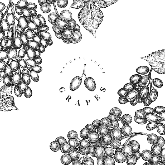 Uva Dibujado a mano ilustración de baya de uva. Estilo grabado retro botánico.
