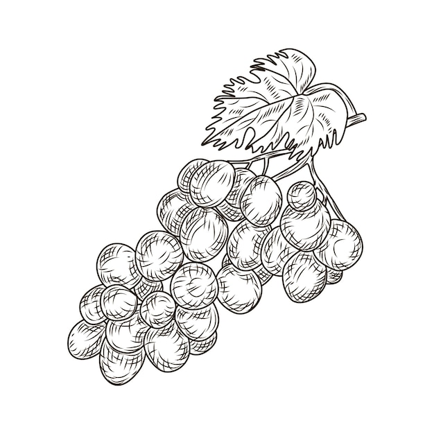 Uva en estilo grabado aislado sobre fondo blanco. Vino, vid, cerca, contorno, hojas, berries., Vendimia, mano, dibujado, bosquejo, fruit. Diseño de ilustración vectorial