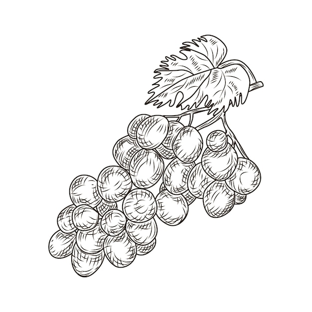 Uva en estilo grabado aislado sobre fondo blanco. vino, vid, cerca, contorno, hojas, berries., vendimia, mano, dibujado, bosquejo, fruit. diseño de ilustración vectorial