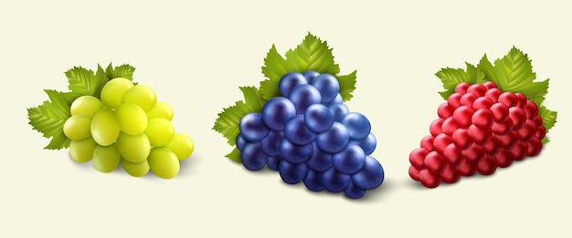 Uva realista bayas rojas verdes y negras bebida de vino fresco viña 3d o postre de mesa dulce frutas jugosas con hojas verdes agricultura planta orgánica vector rama aislada