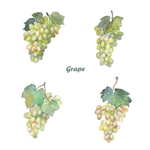 Vector uva, uvas verdes, postre, comida acuarela.