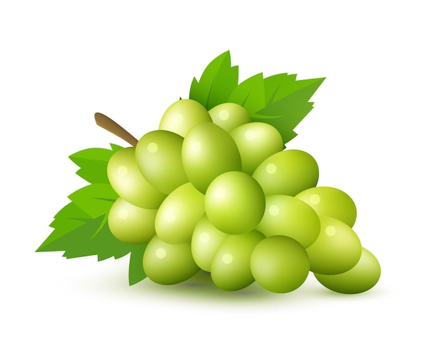 Uva verde con hojas y trazado de recorte ilustración vectorial