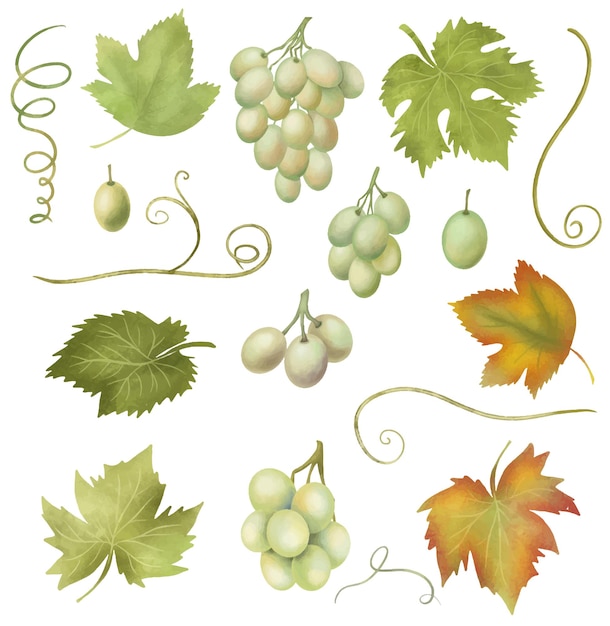 Vector uvas blancas y hojas de parra clipart dibujado a mano ilustración aislada sobre fondo blanco