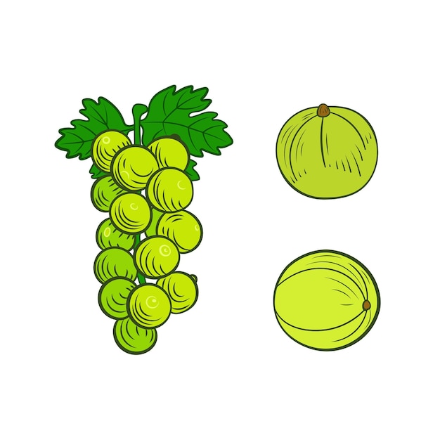 Uvas blancas vectoriales Ilustración dibujada a mano aislada sobre fondo blanco Hojas verdes Logotipo de vino blanco