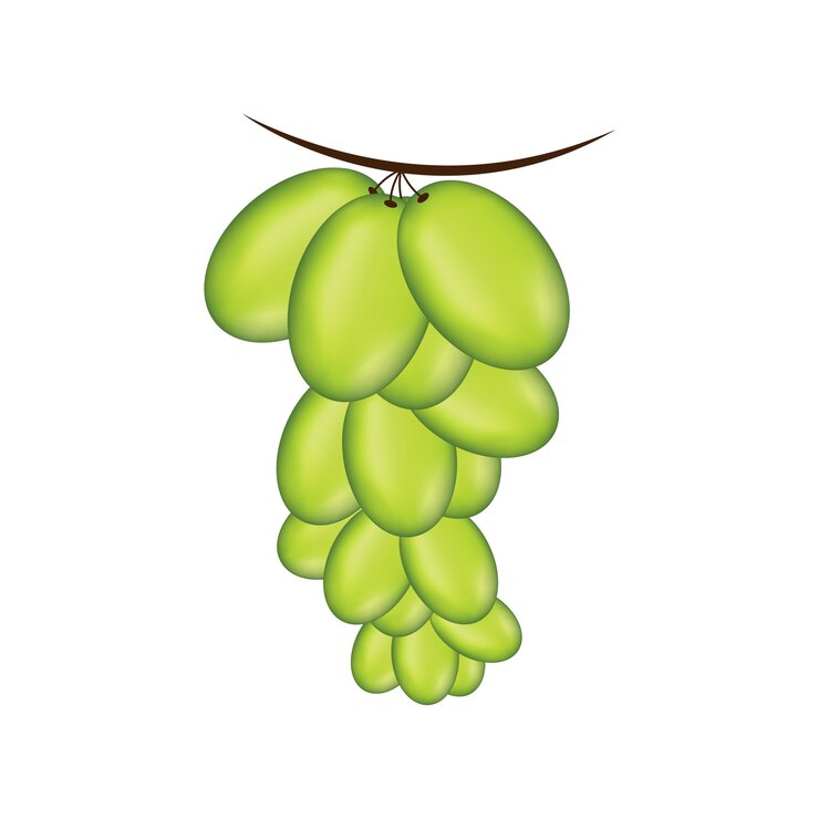 Vector uvas frescas sobre fondo blanco.