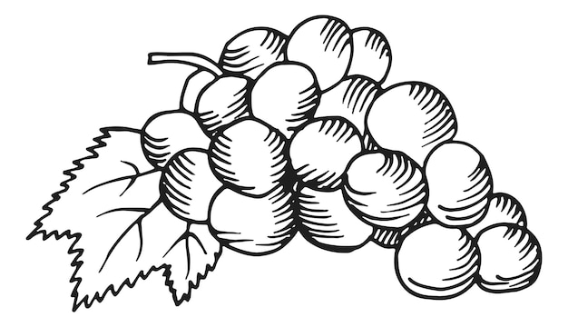 Uvas con hojas rama de bayas de vino dibujadas a mano aisladas sobre fondo blanco