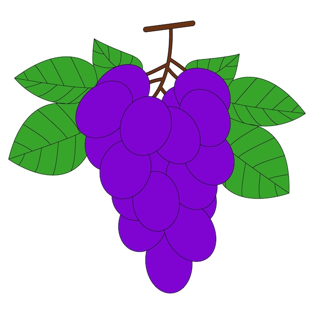 Uvas moradas aisladas sobre fondo blanco racimo de uvas moradas con tallo y hojas estilo de dibujos animados